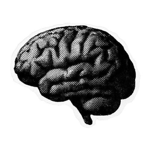 Brain